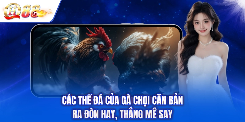 Các Thế Đá Của Gà Chọi Căn Bản - Ra Đòn Hay, Thắng Mê Say