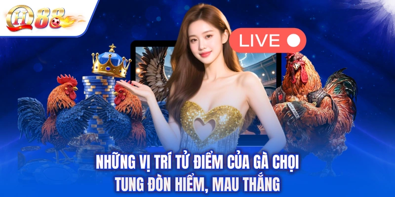 Những Vị Trí Tử Điểm Của Gà Chọi - Tung Đòn Hiểm, Mau Thắng